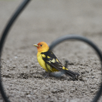 Western Tanager